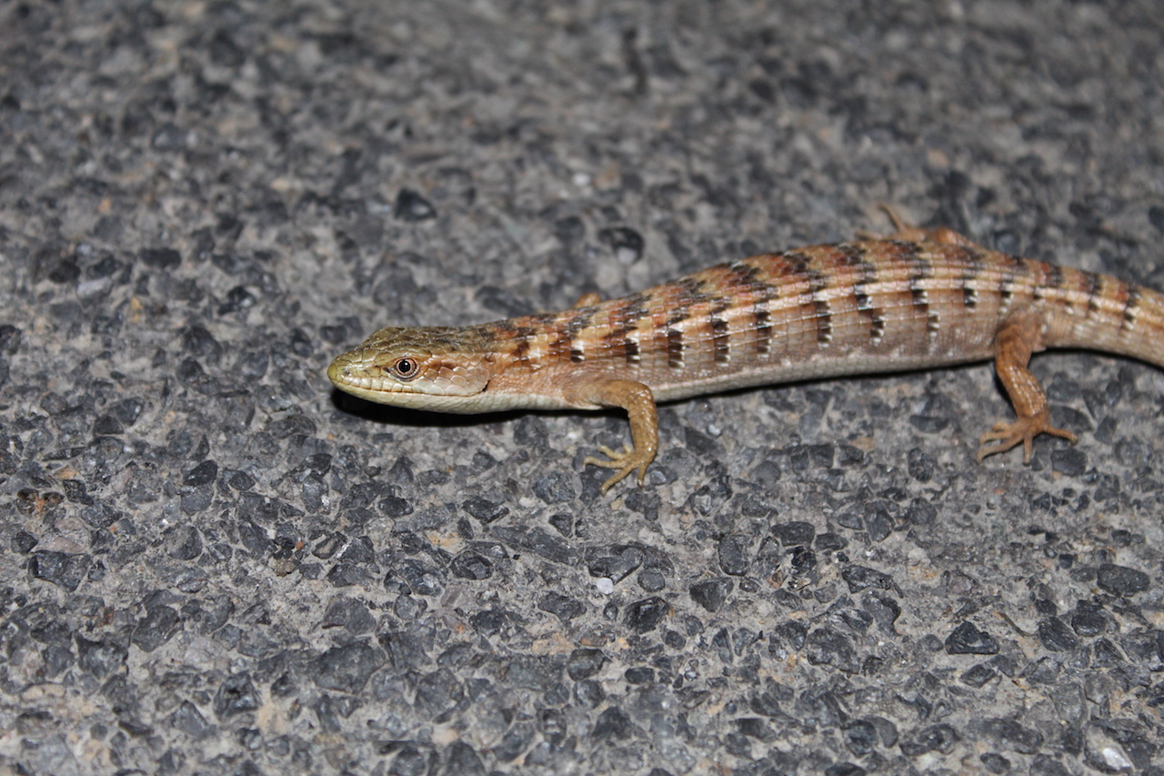 Alligator Lizard