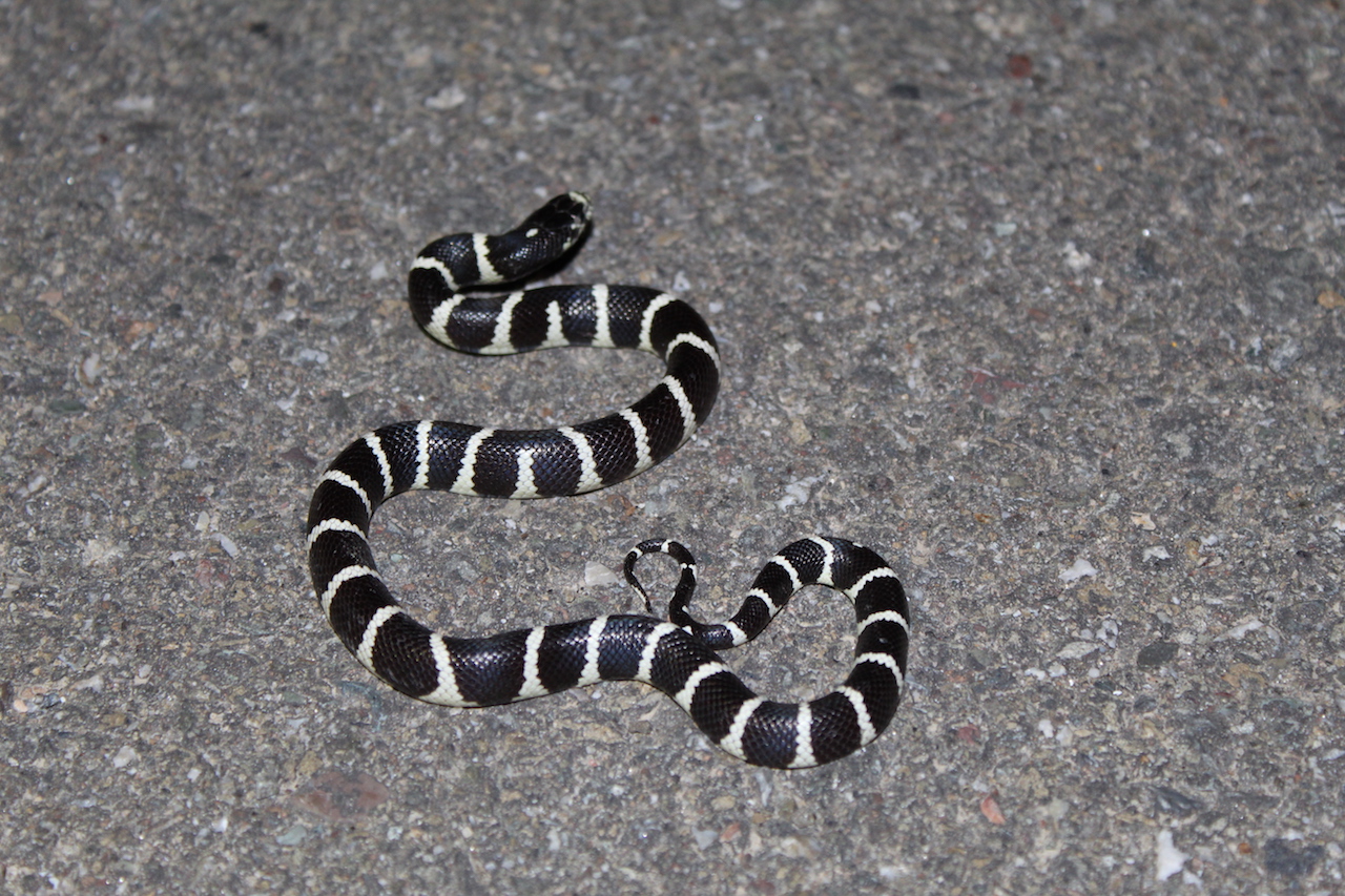 California Kingsnake more stretched