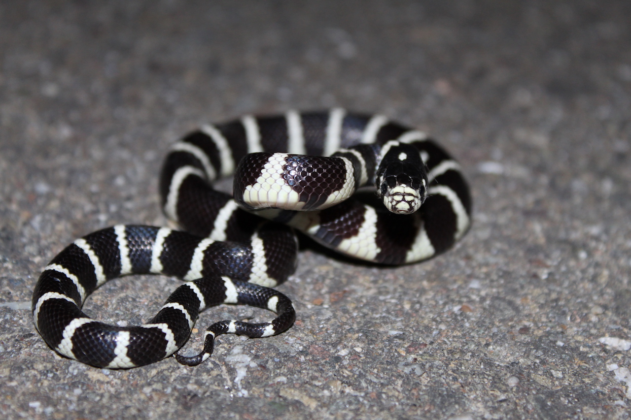 California Kingsnake