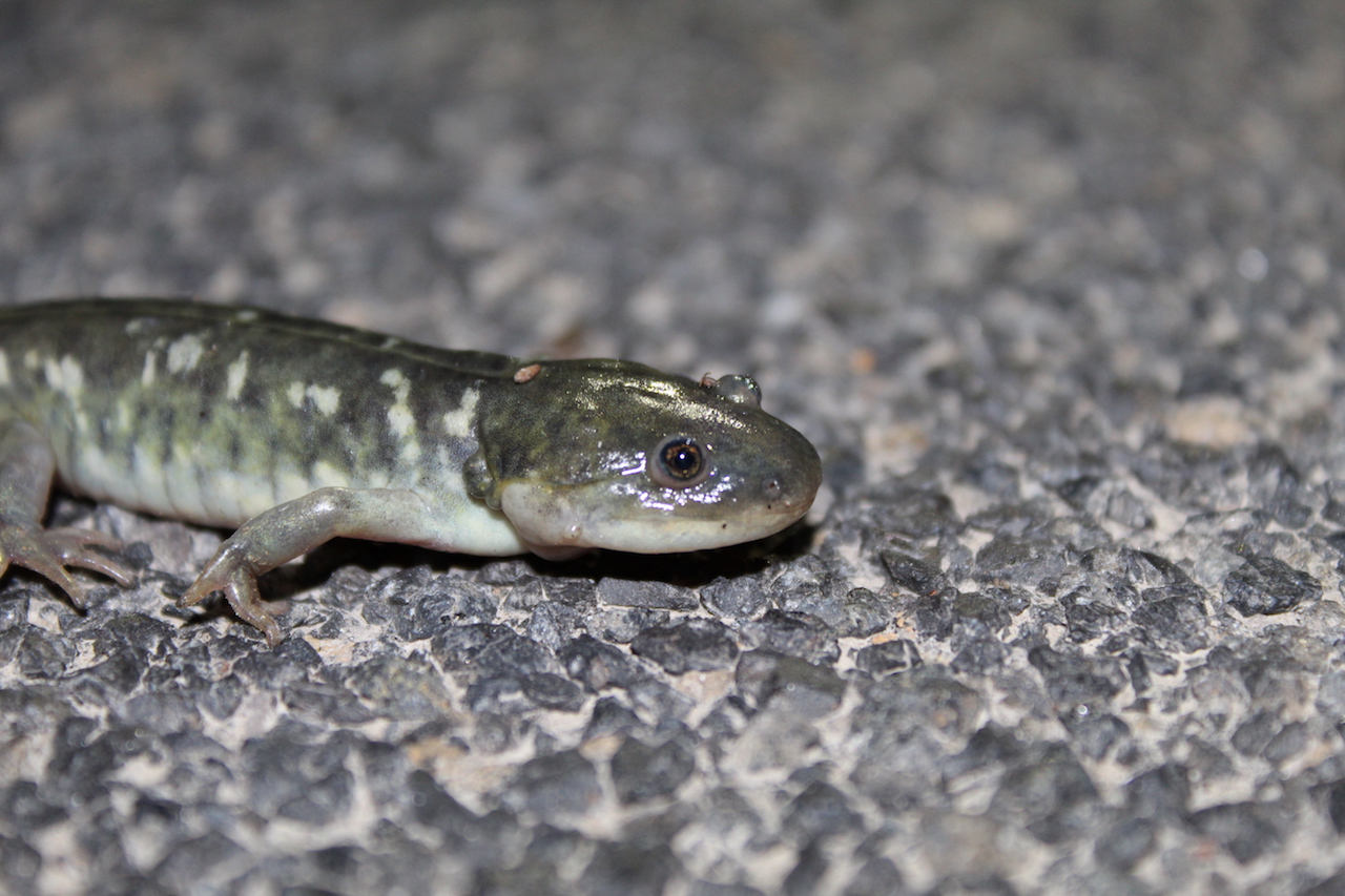 California Tiger Salamander closer up