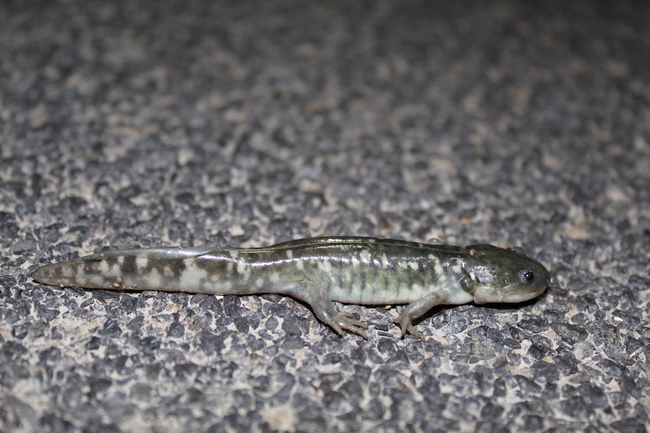 California Tiger Salamander crossing road