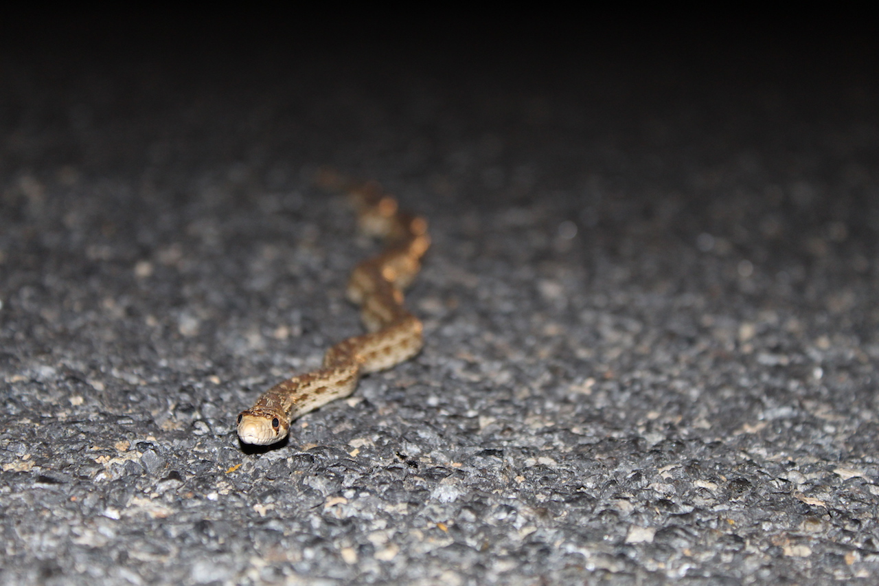 Northern Pacific Gophersnake