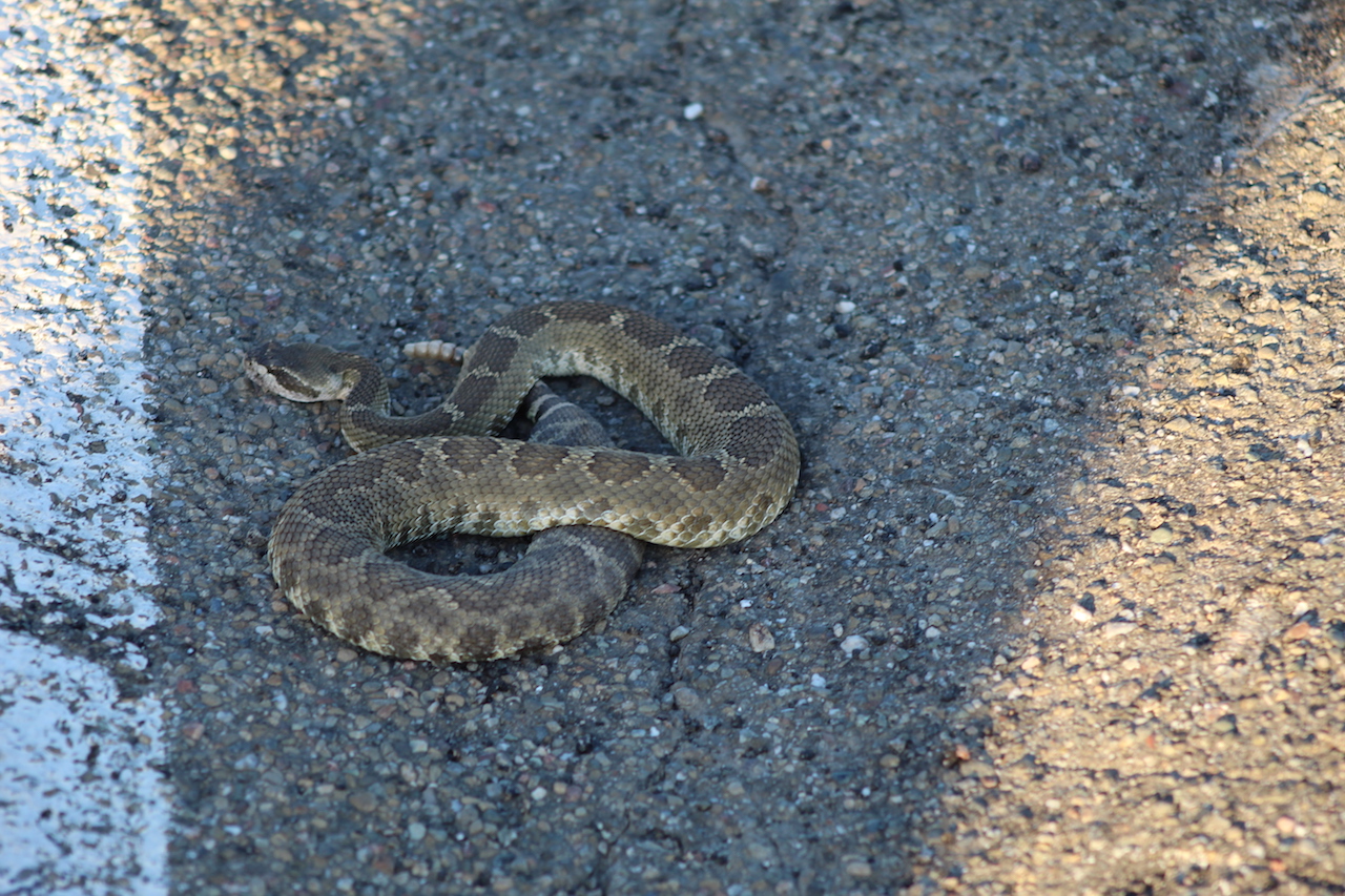 Northern Pacific Rattlesnake1