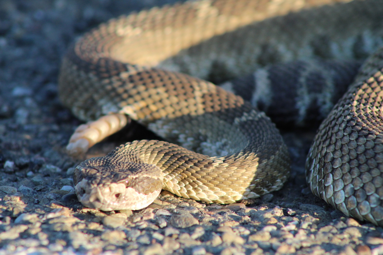 Northern Pacific Rattlesnake1