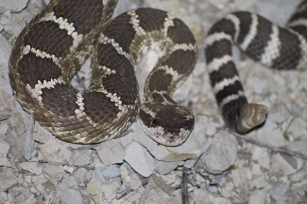 Northern Pacific Rattlesnake2