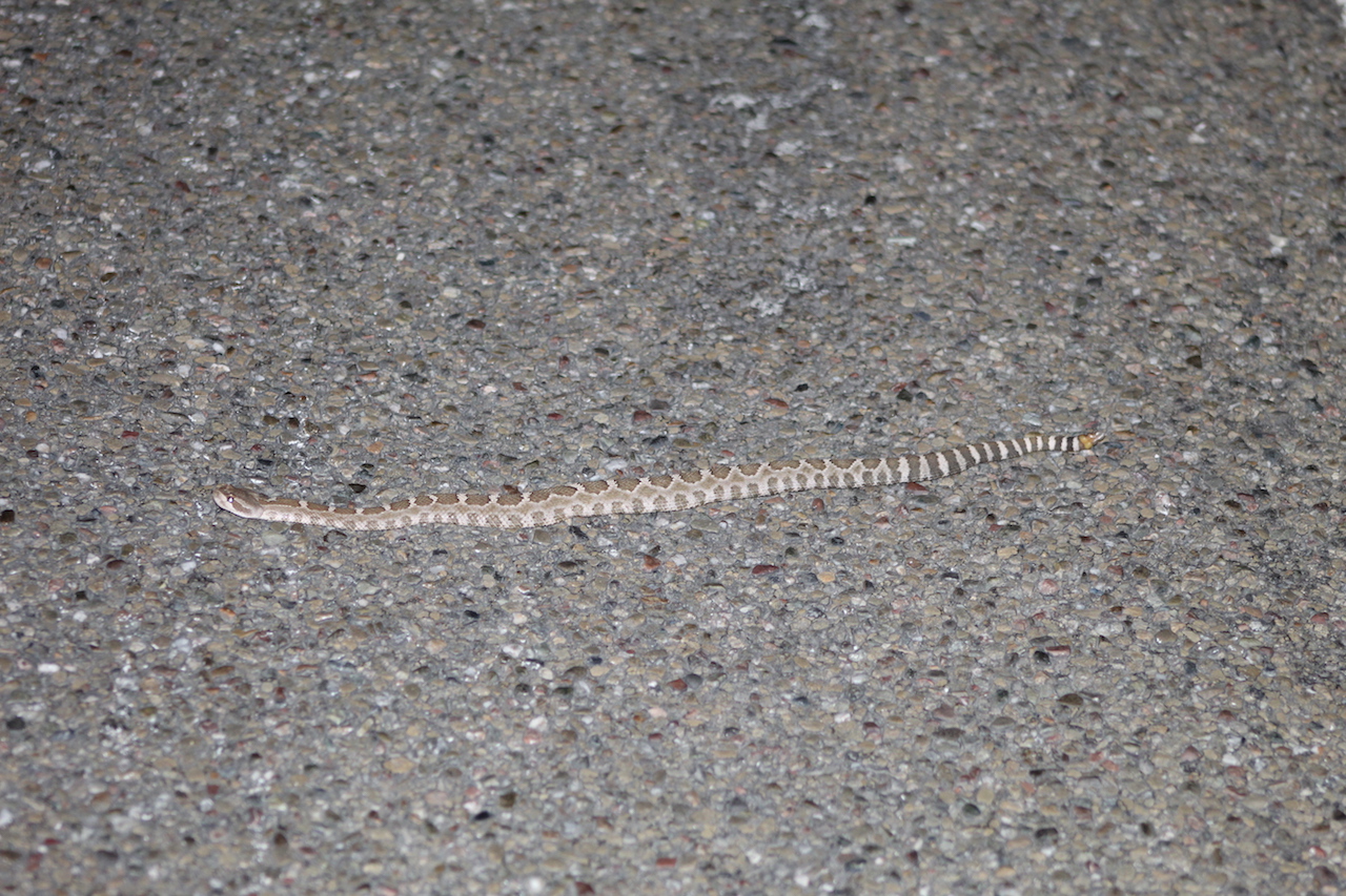 Northern Pacific Rattlesnake3