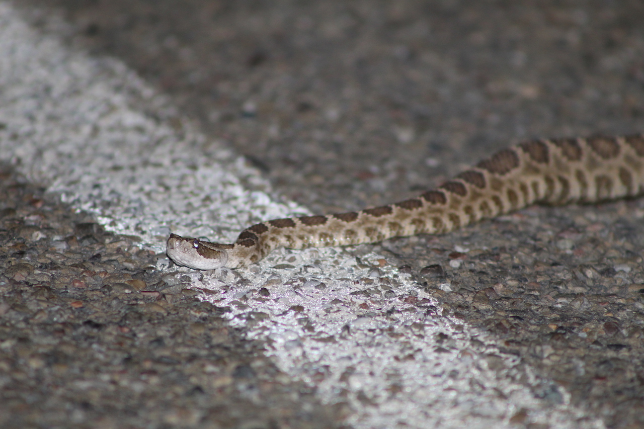 Northern Pacific Rattlesnake4