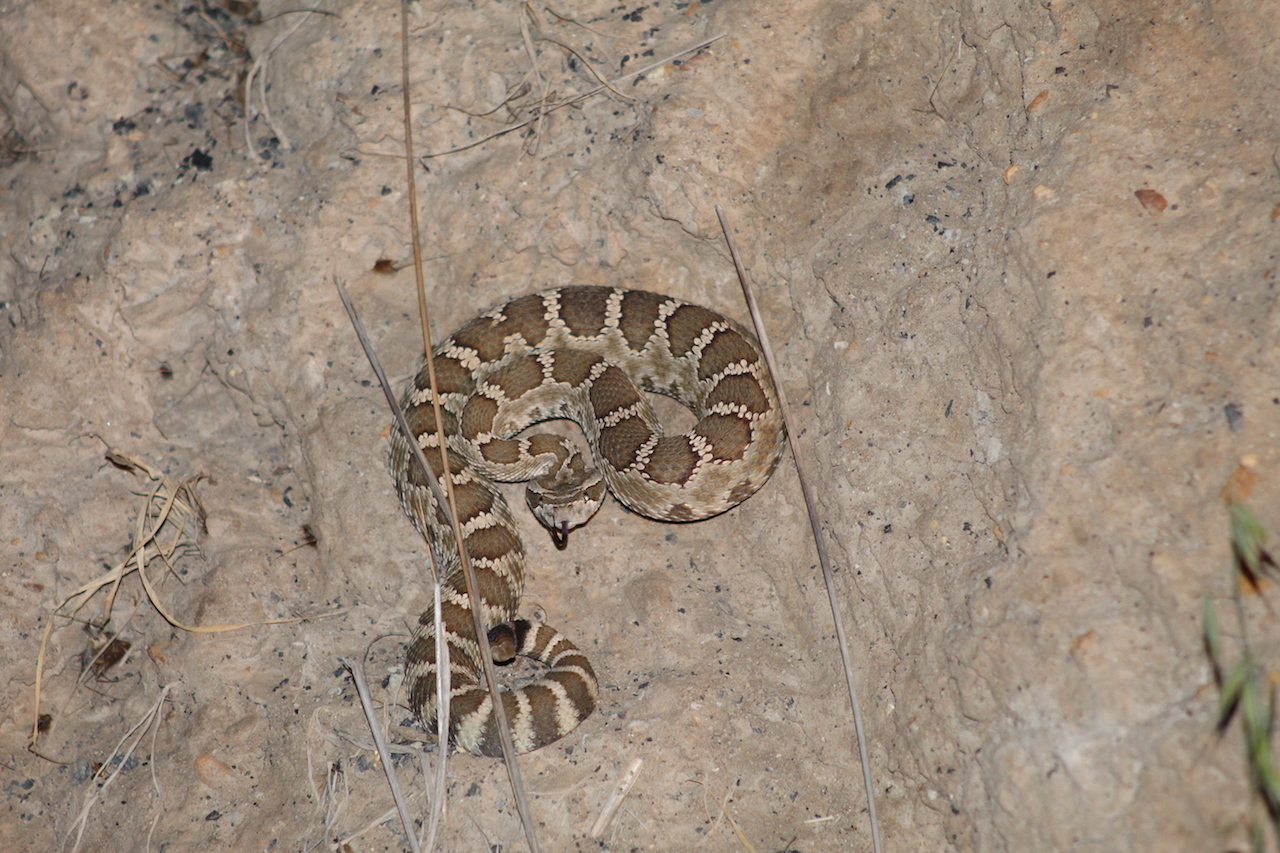 Northern Pacific Rattlesnake5