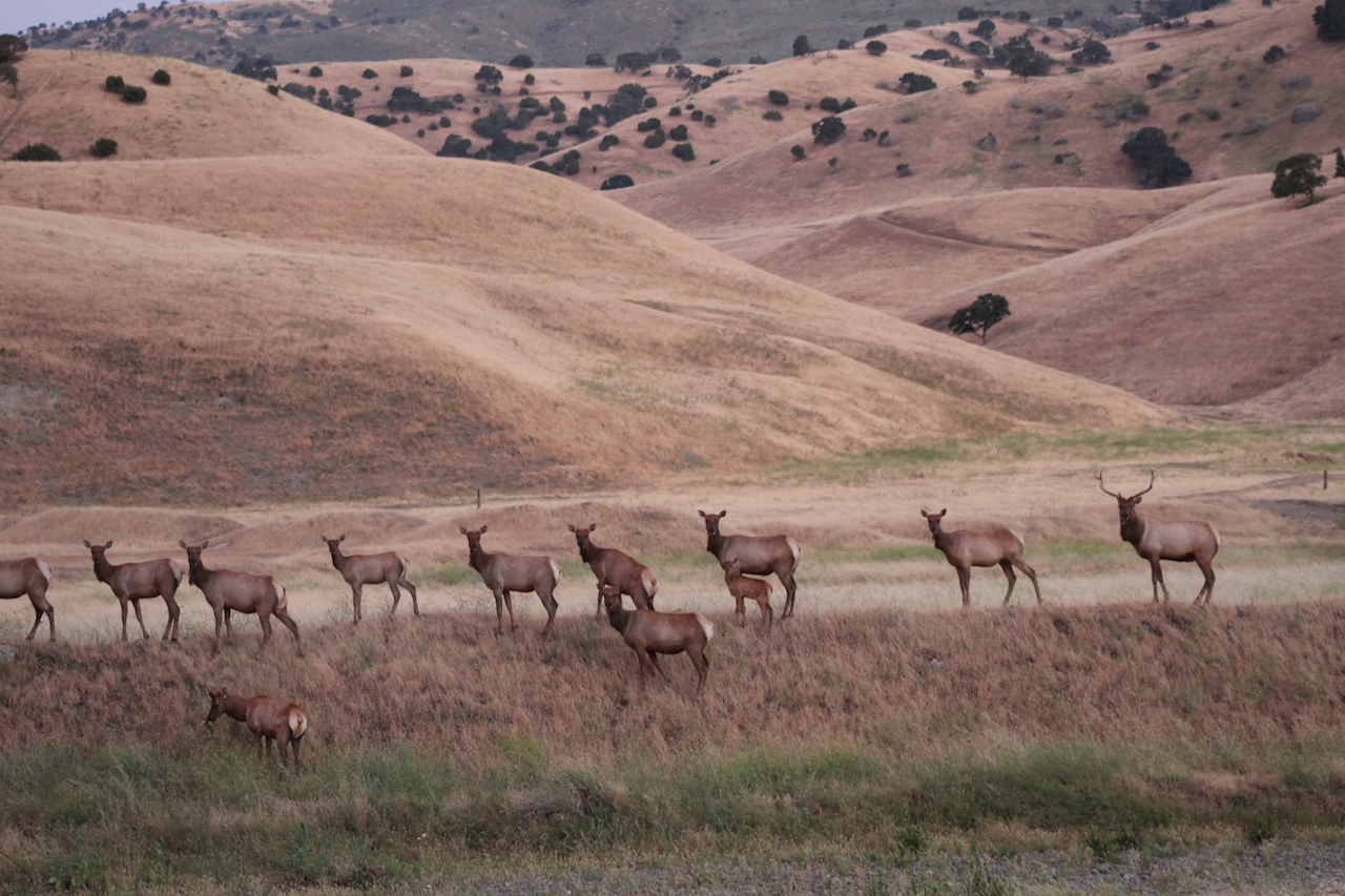 Tule Elk