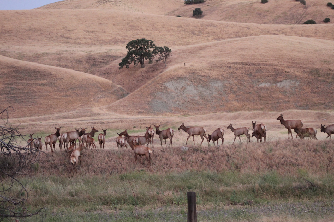 Tule Elk