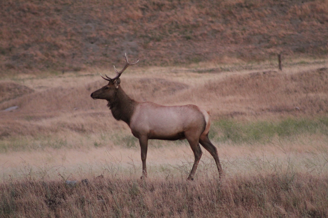 Tule Elk