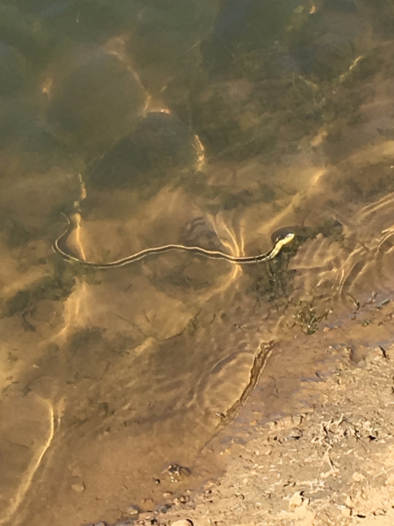 Swimming Diablo Range Garter