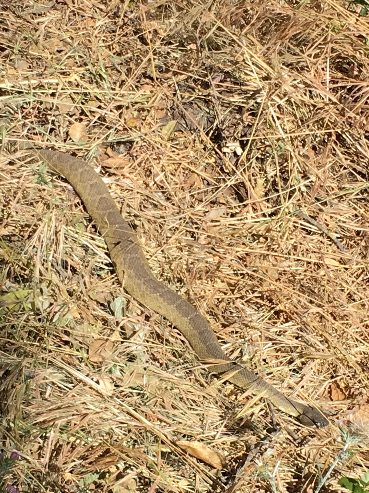 Northern Pacific Rattlesnake Stretched