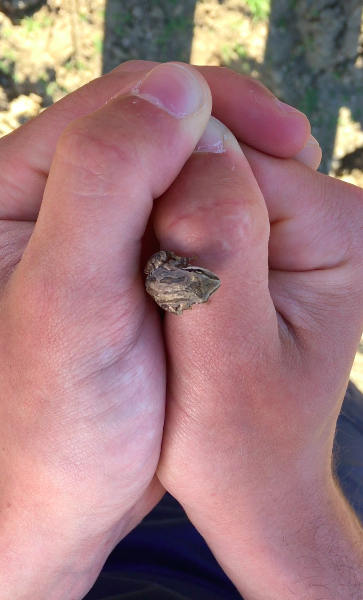 Caught Northern Pacific Treefrog