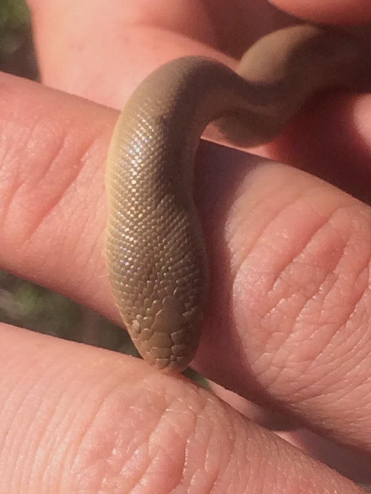 Caught Rubber Boa