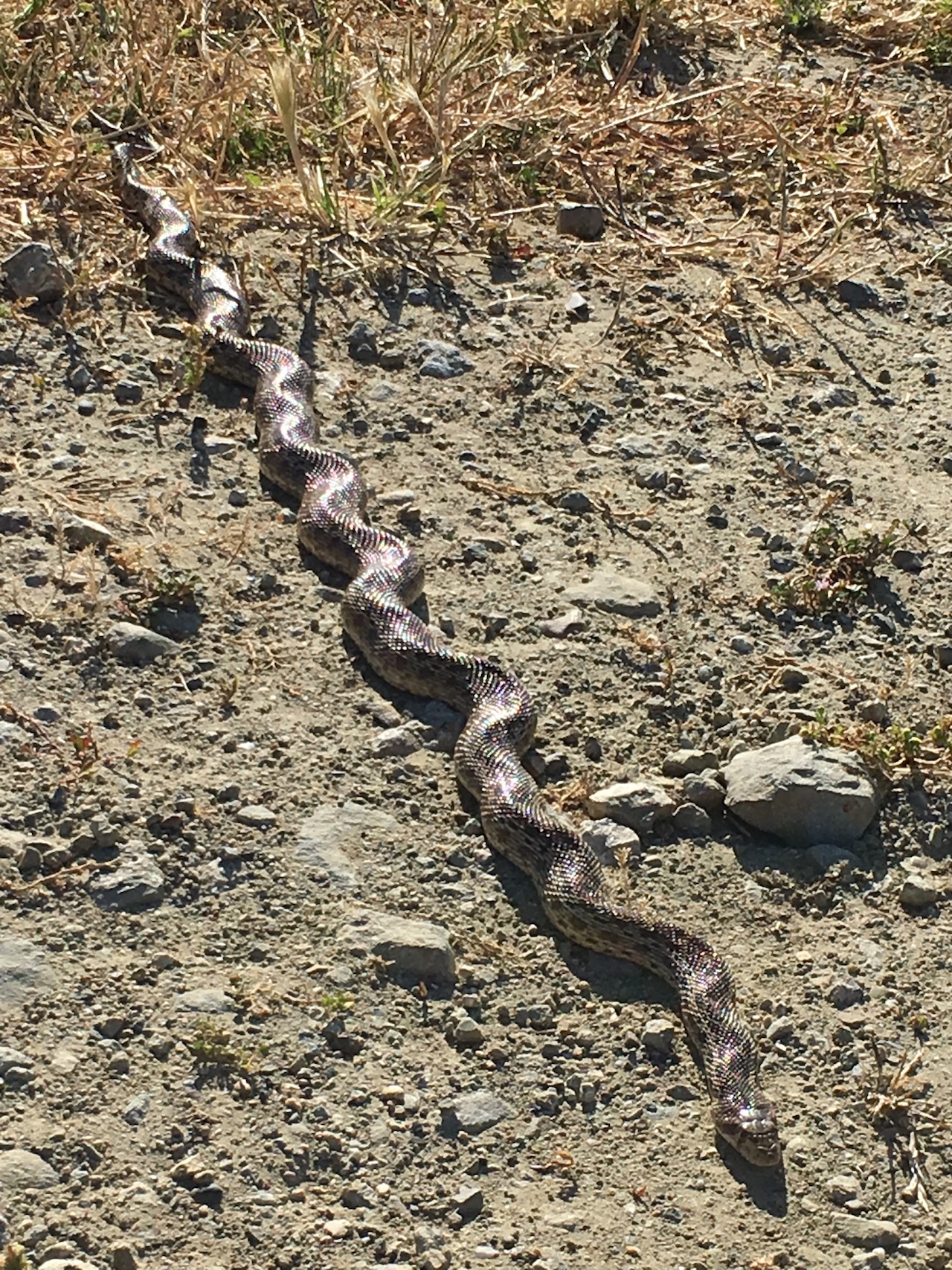 Pacific Gophersnake Stretched