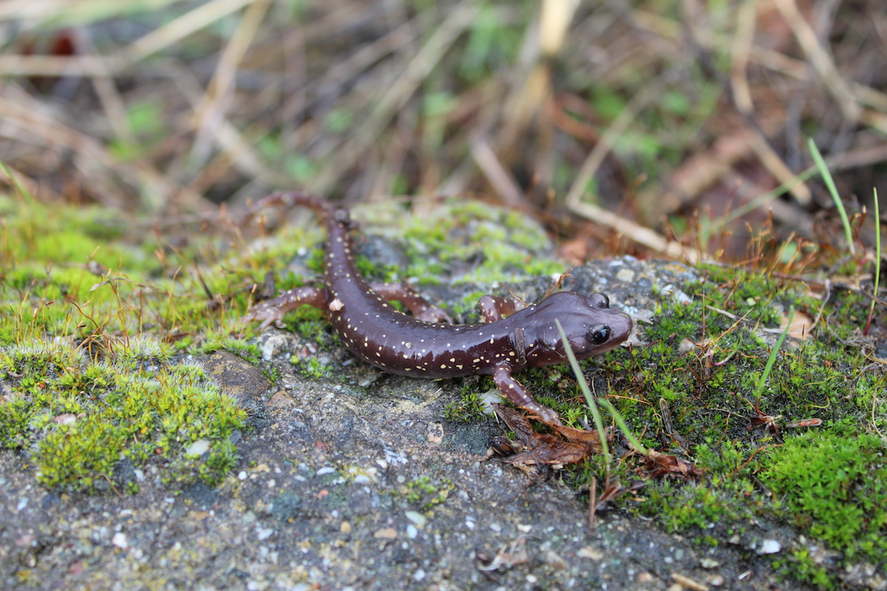 Arboreal Salamander