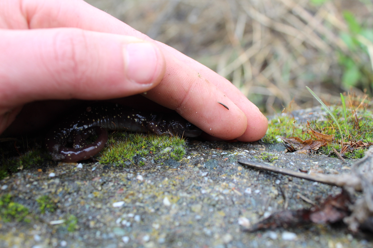 Arboreal Salamander