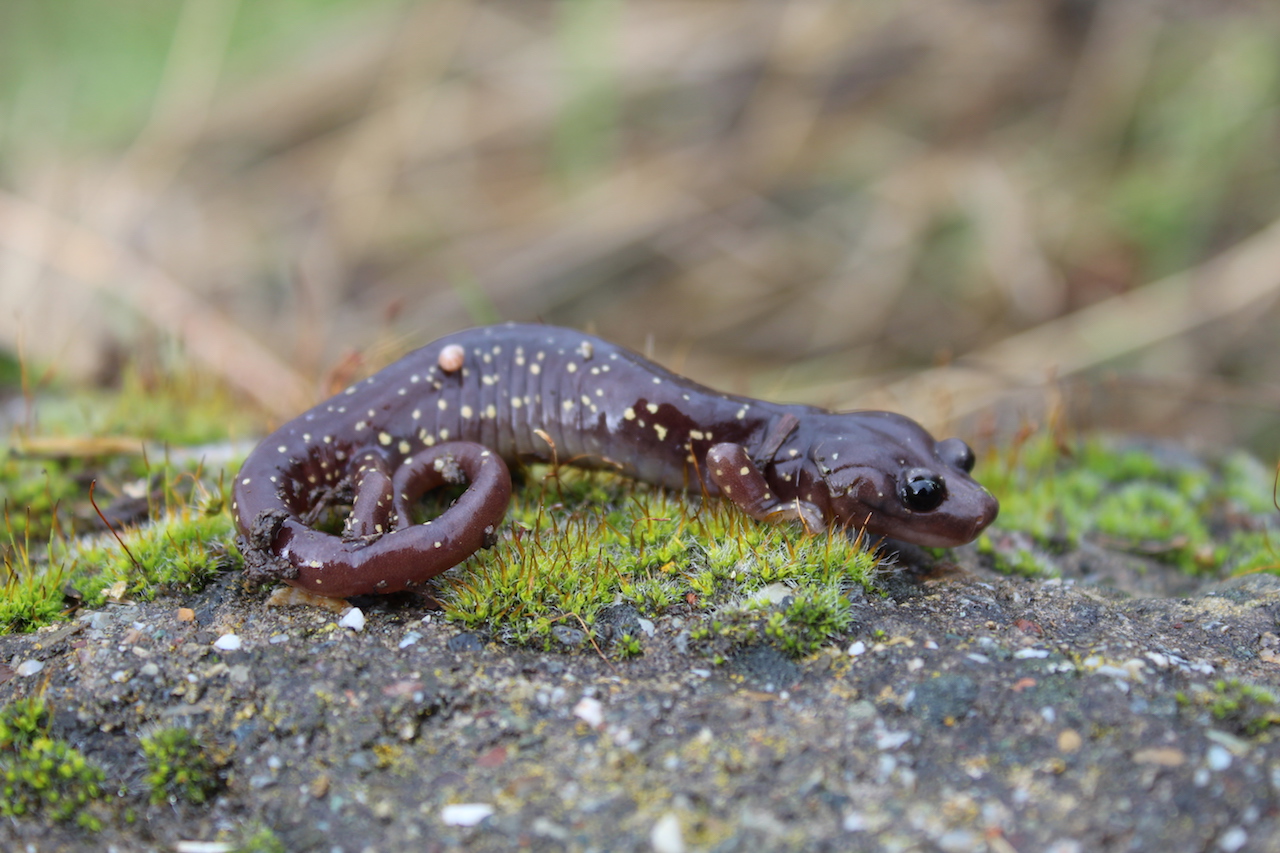 Arboreal Salamander