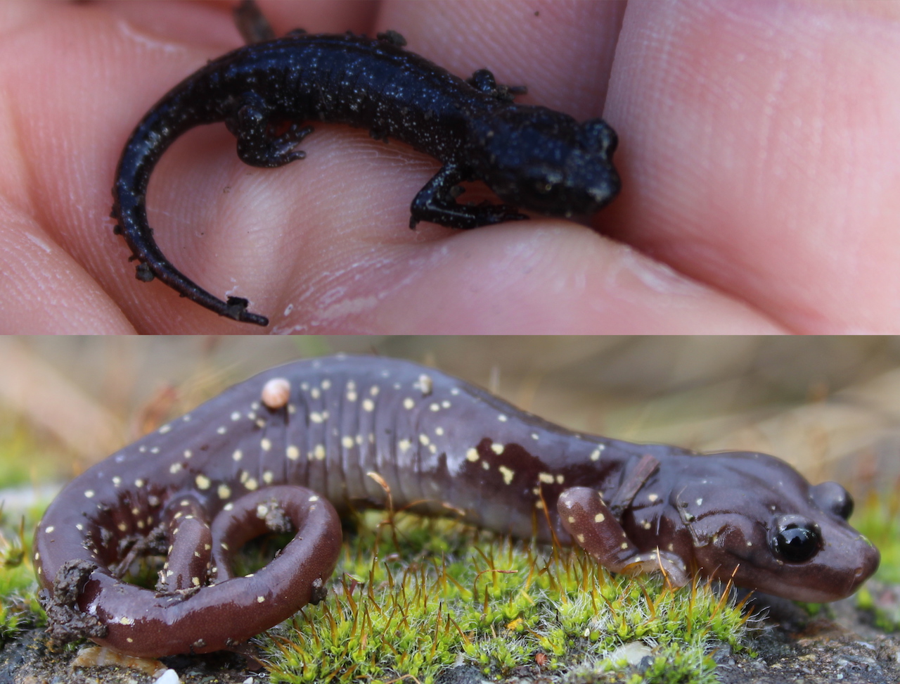 Arboreal Salamander Comparison