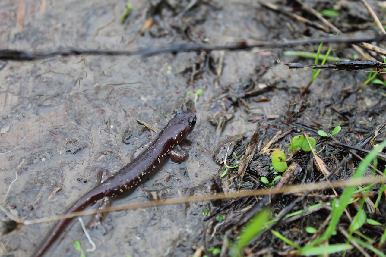 Arboreal Salamander