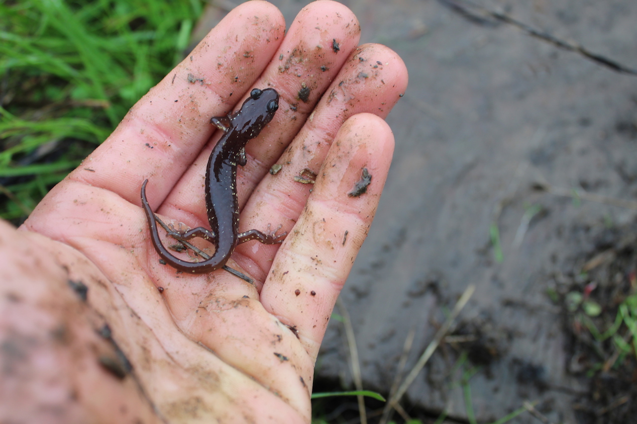 Arboreal Salamander