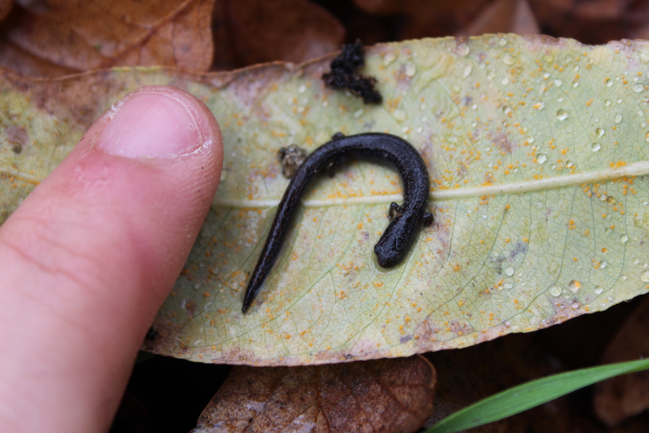 California Slender Salamander