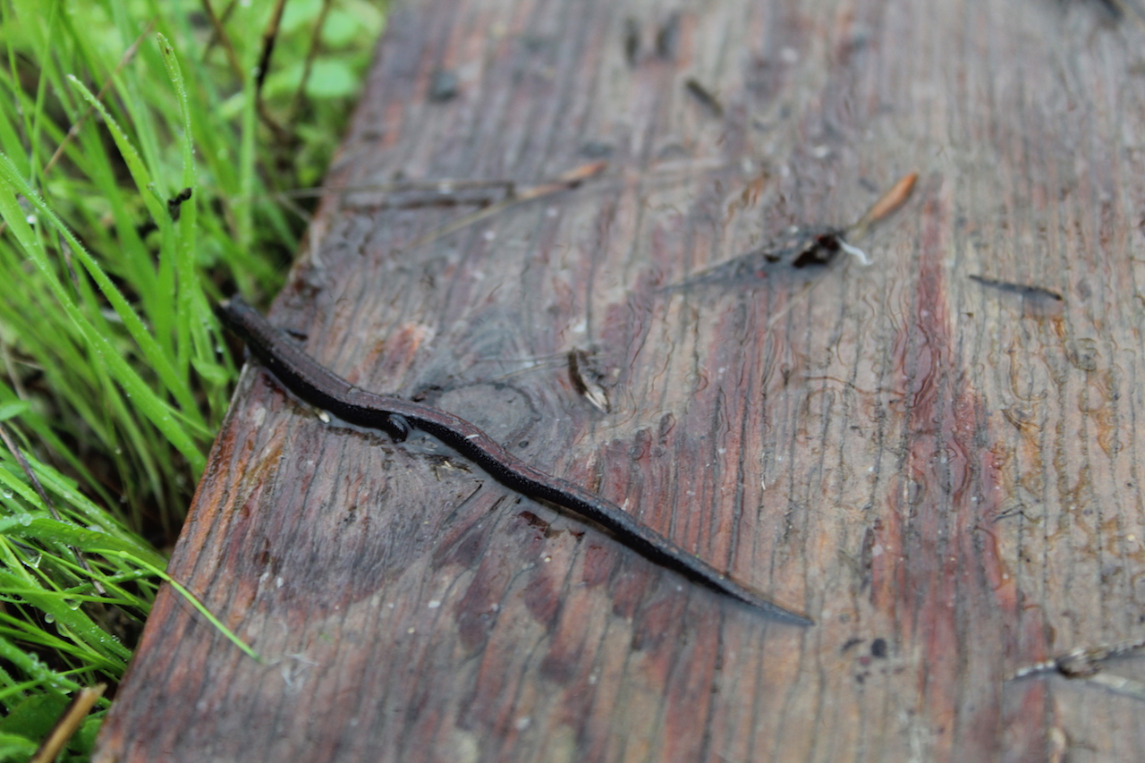 Slender Salamander