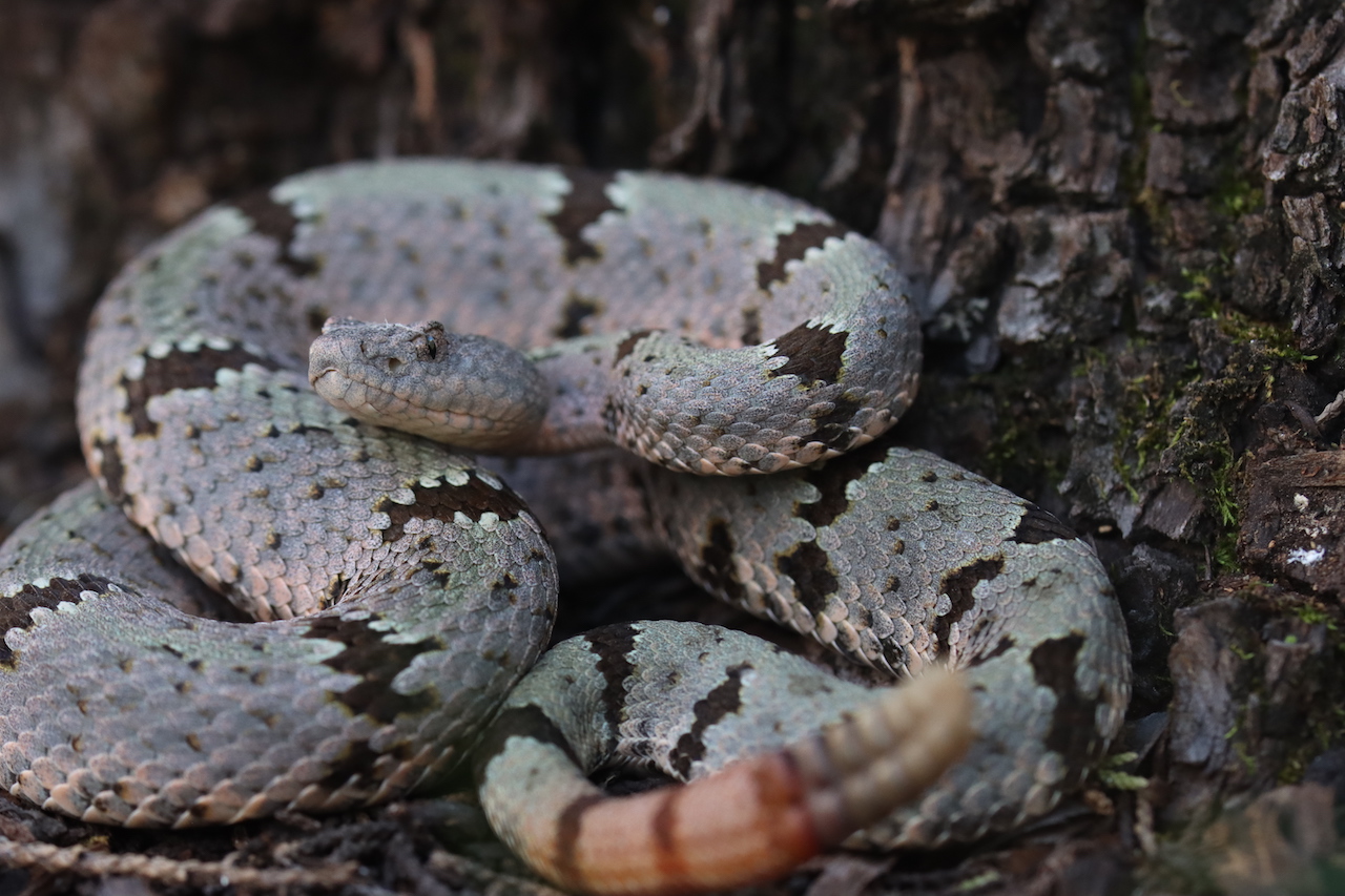 Banded Rock Rattlesnake