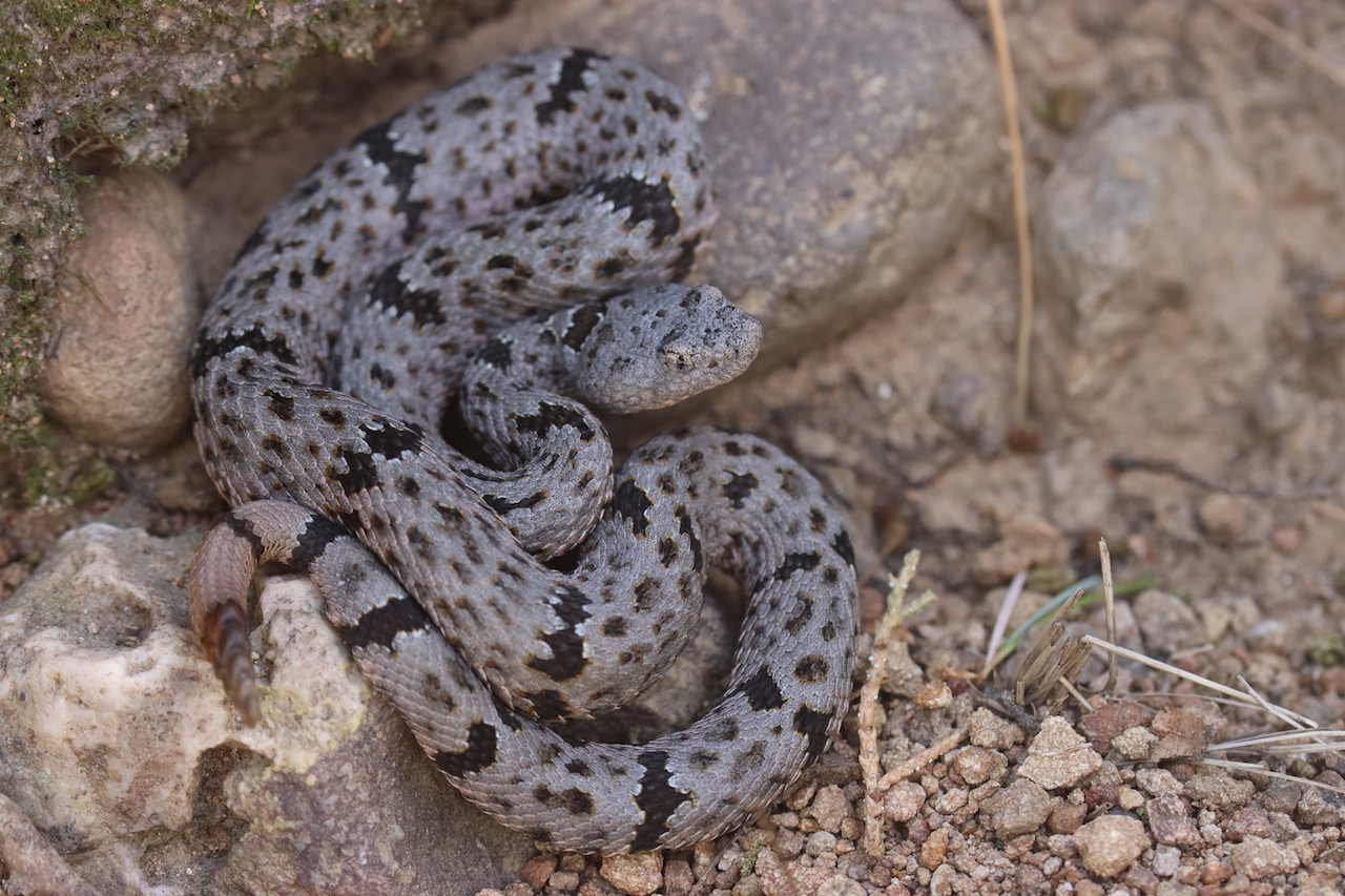 Banded Rock Rattlesnake