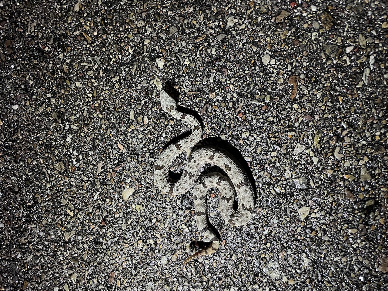 Banded Rock Rattlesnake