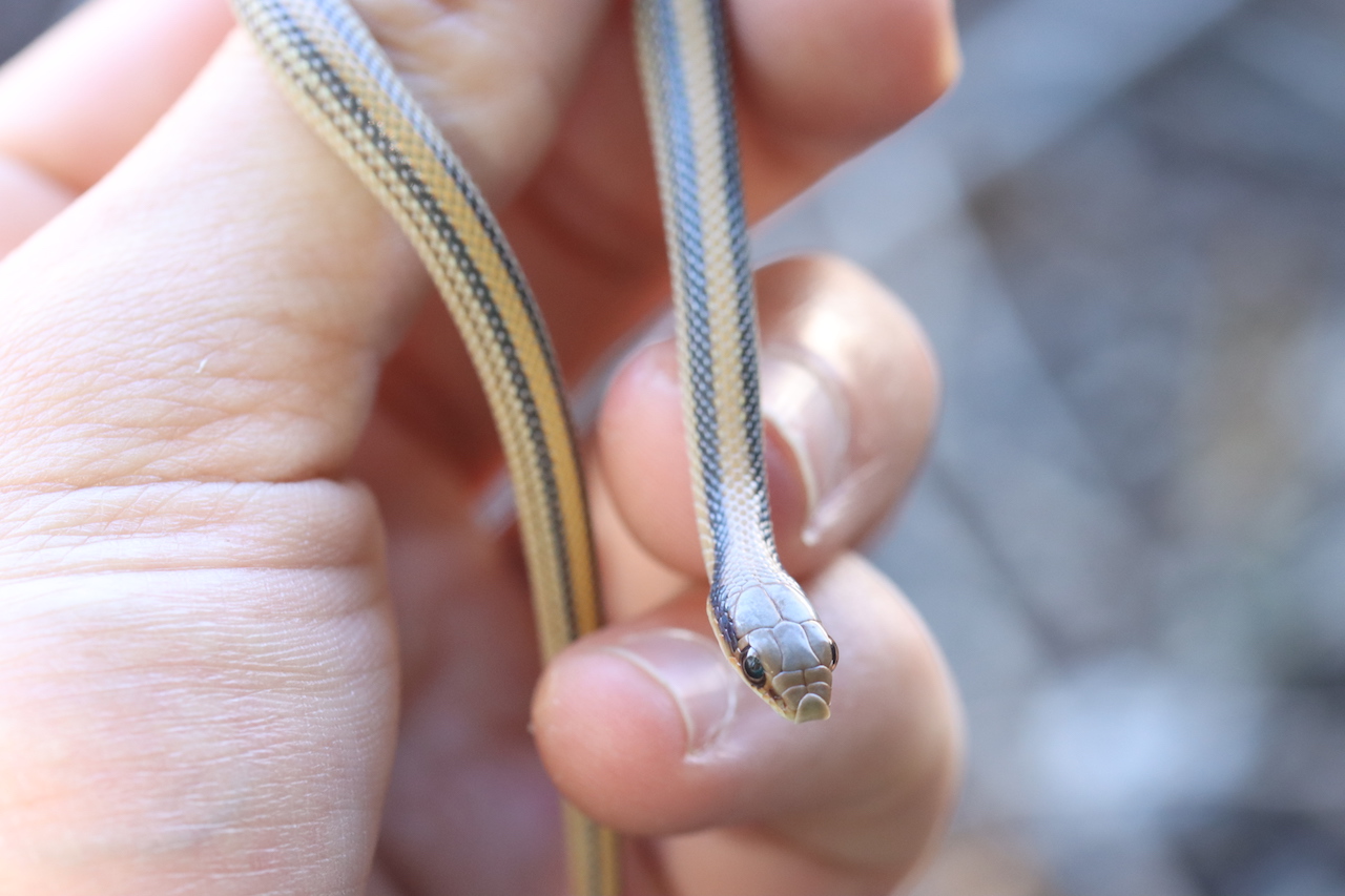 Big Bend Patchnose