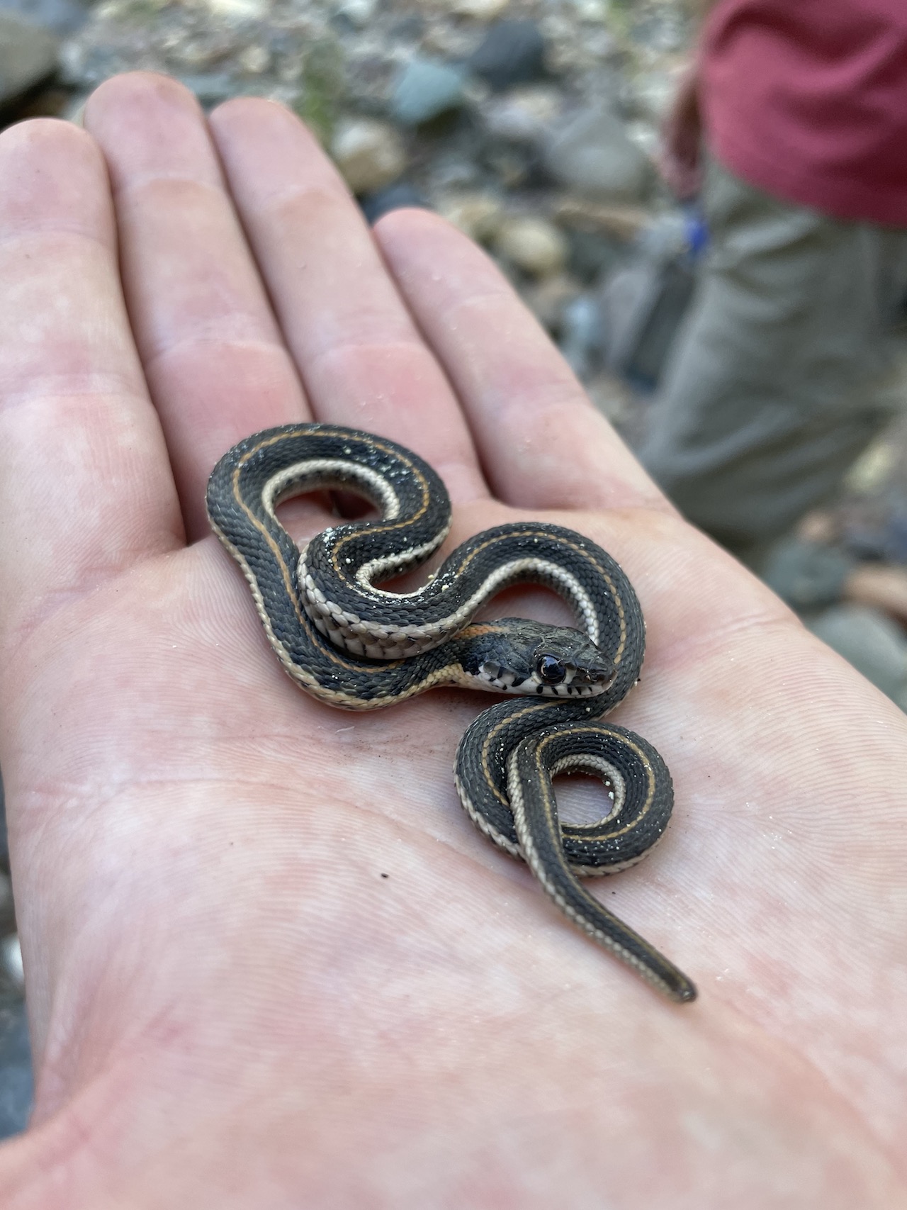 Black-necked gartersnake