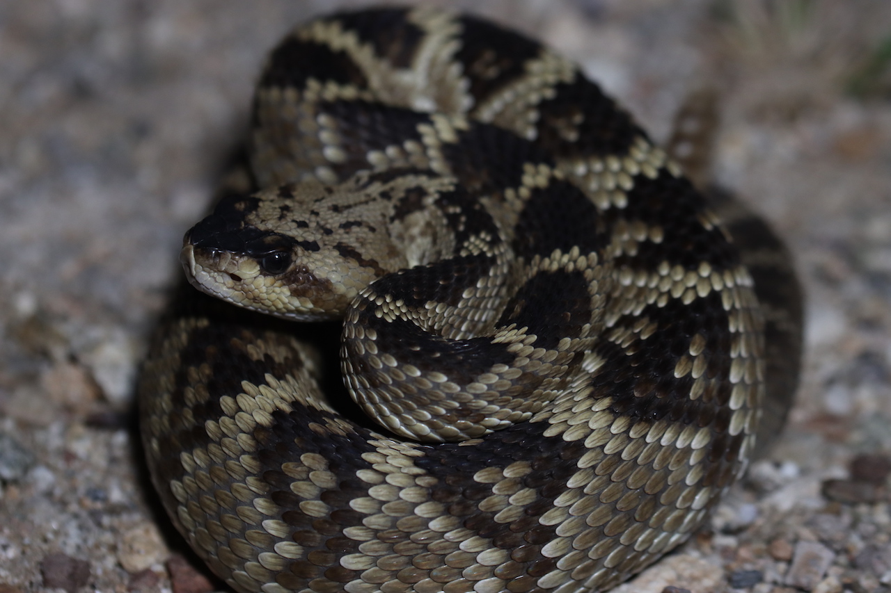 Black Tail Rattlesnake