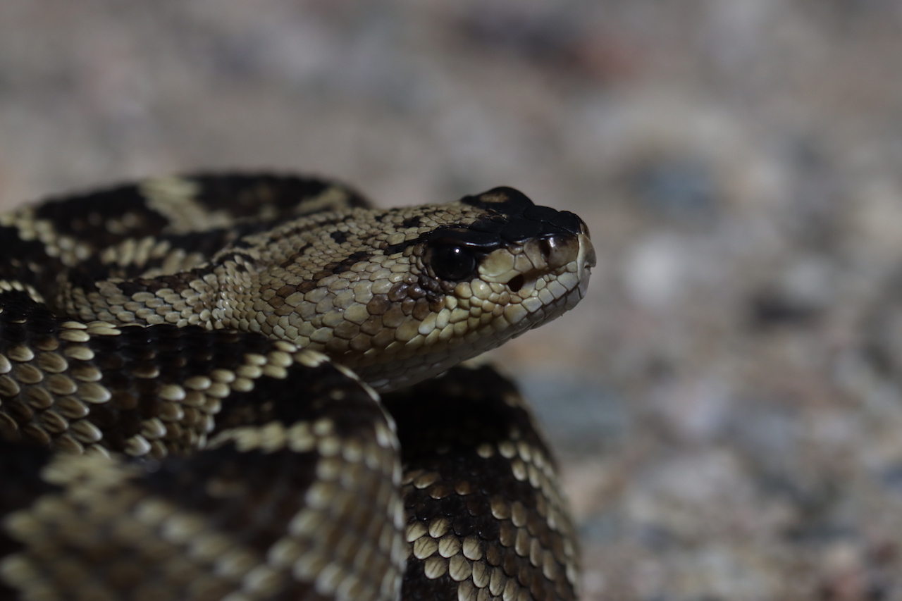 Black Tail Rattlesnake