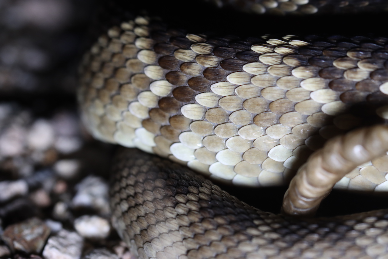 Black Tail Rattlesnake