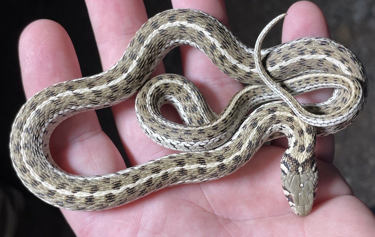 Checkered Gartersnake