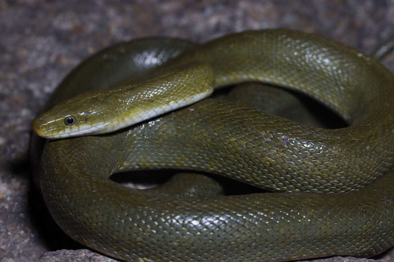 Green Ratsnake