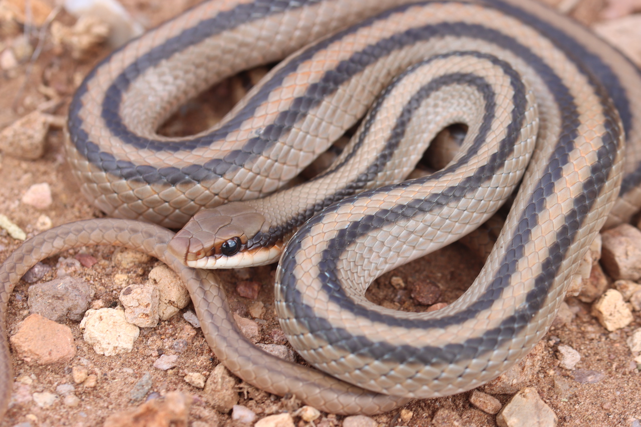 Mountain Patchnose