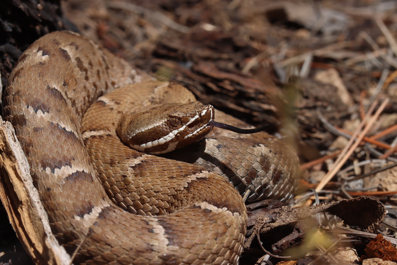 Arizona Ridge-nosed Rattlesnake