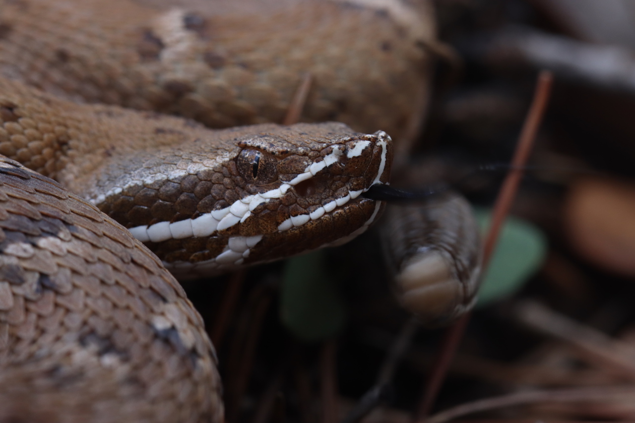 Arizona Ridge-nosed Rattlesnake