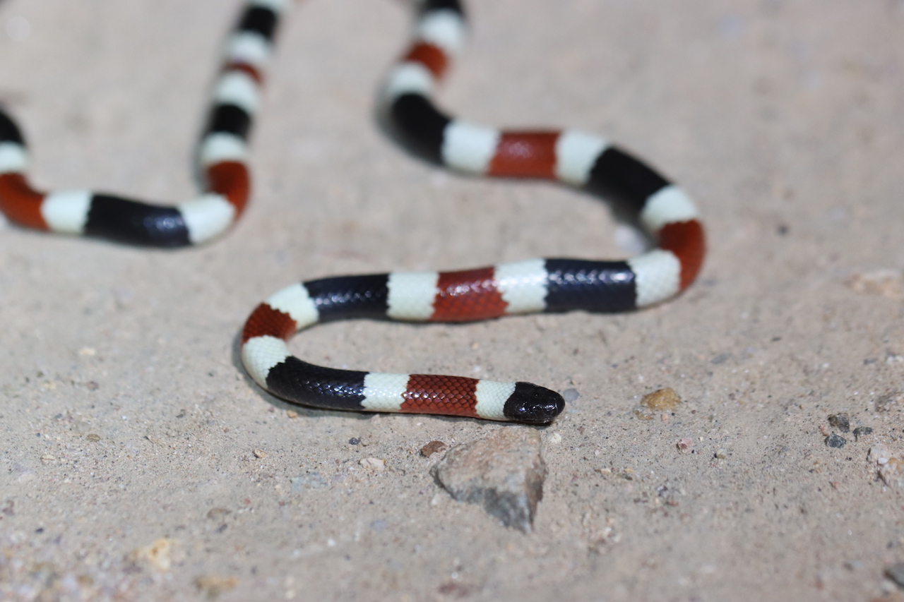 Sonoran Coralsnake