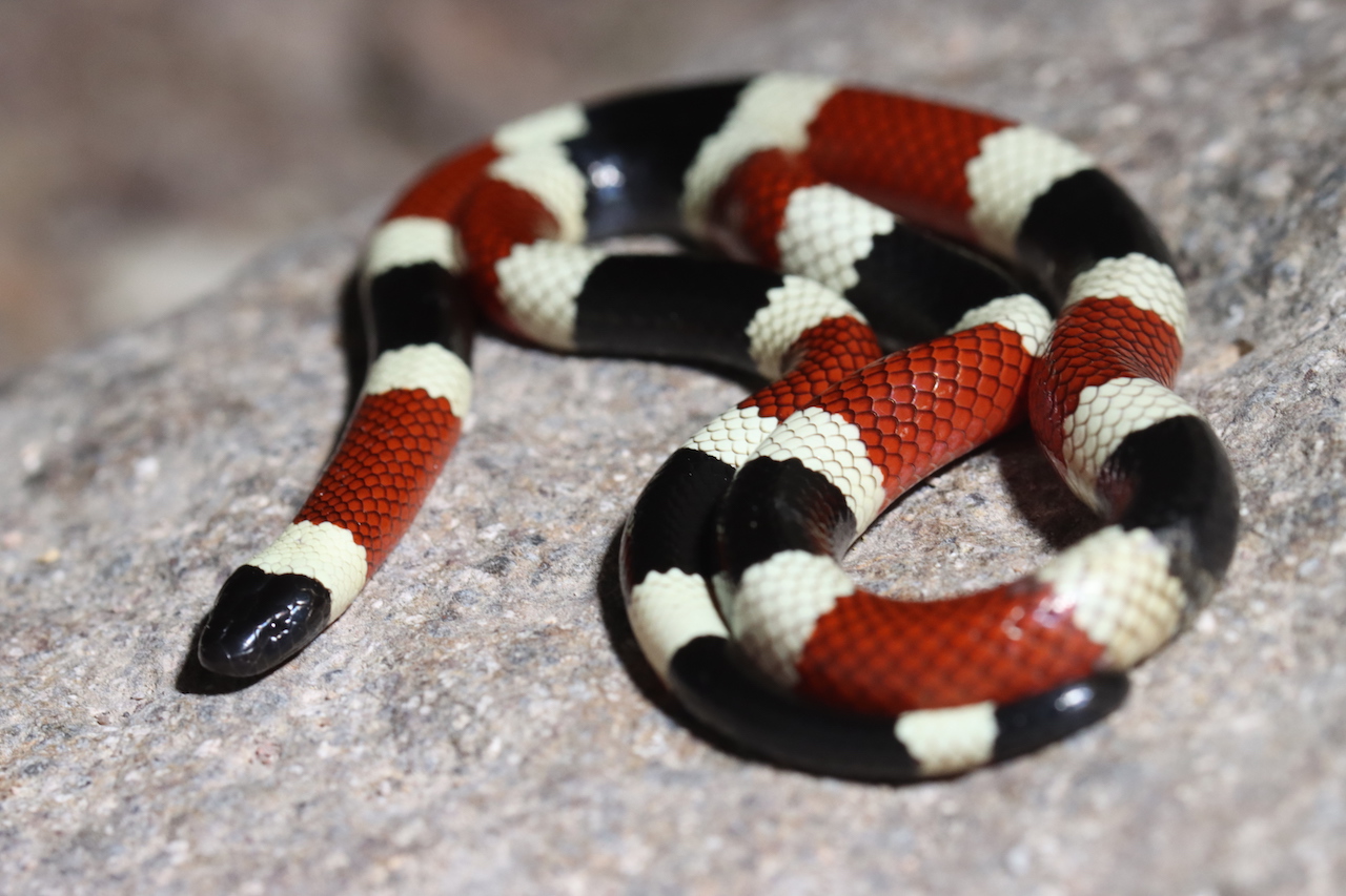 Sonoran Coralsnake