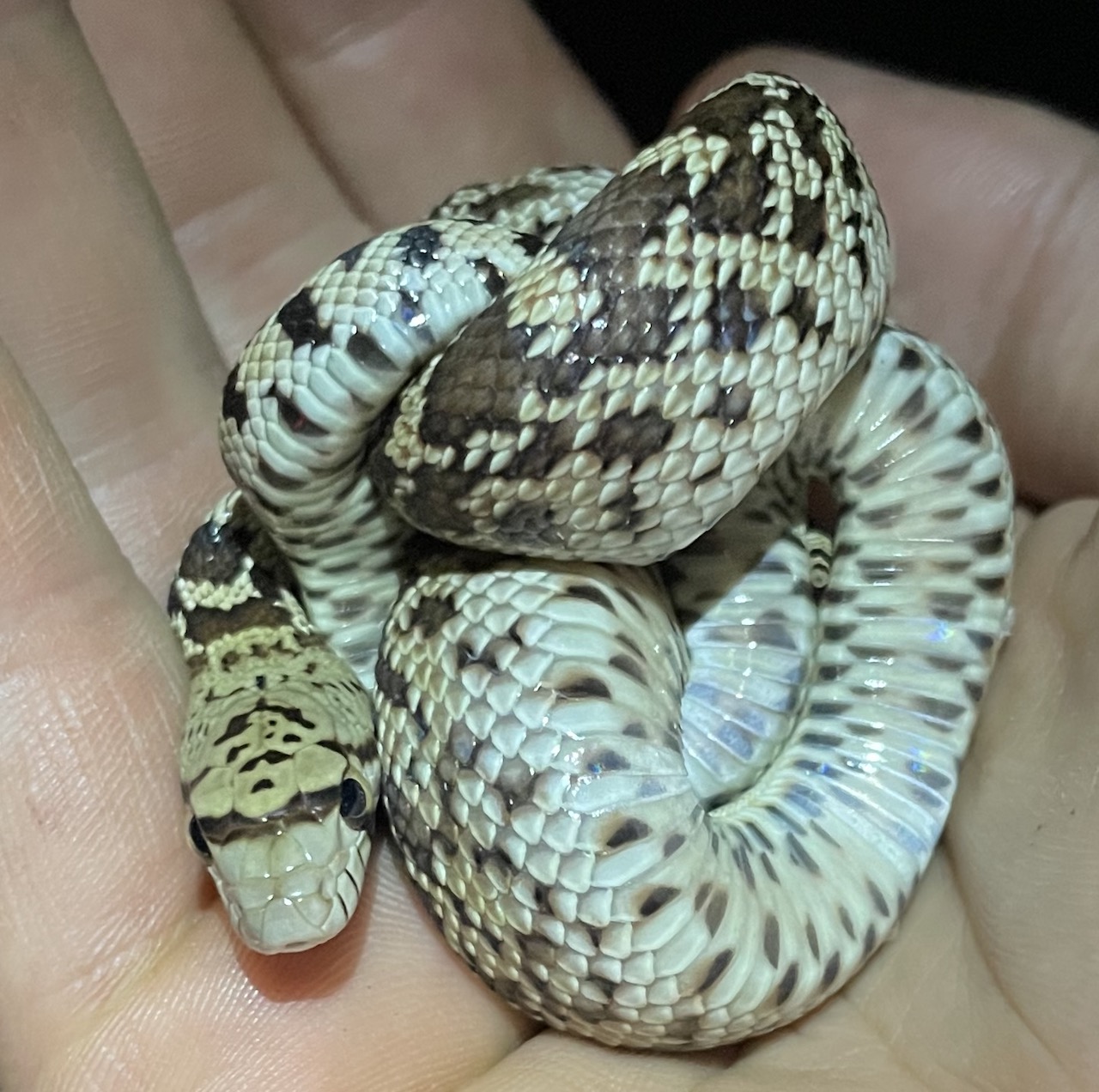 Sonoran Gophersnake