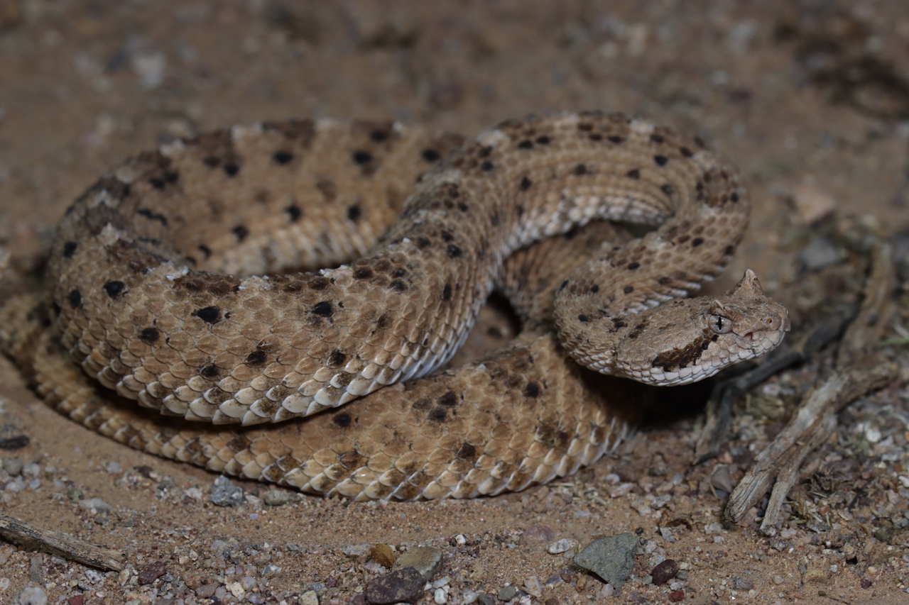 Sonoran Sidewinder