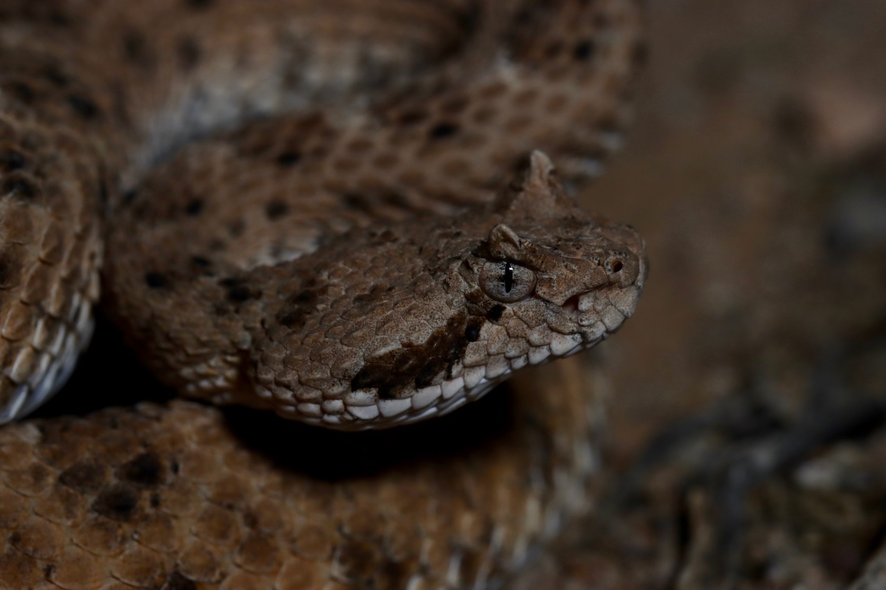 Sonoran Sidewinder