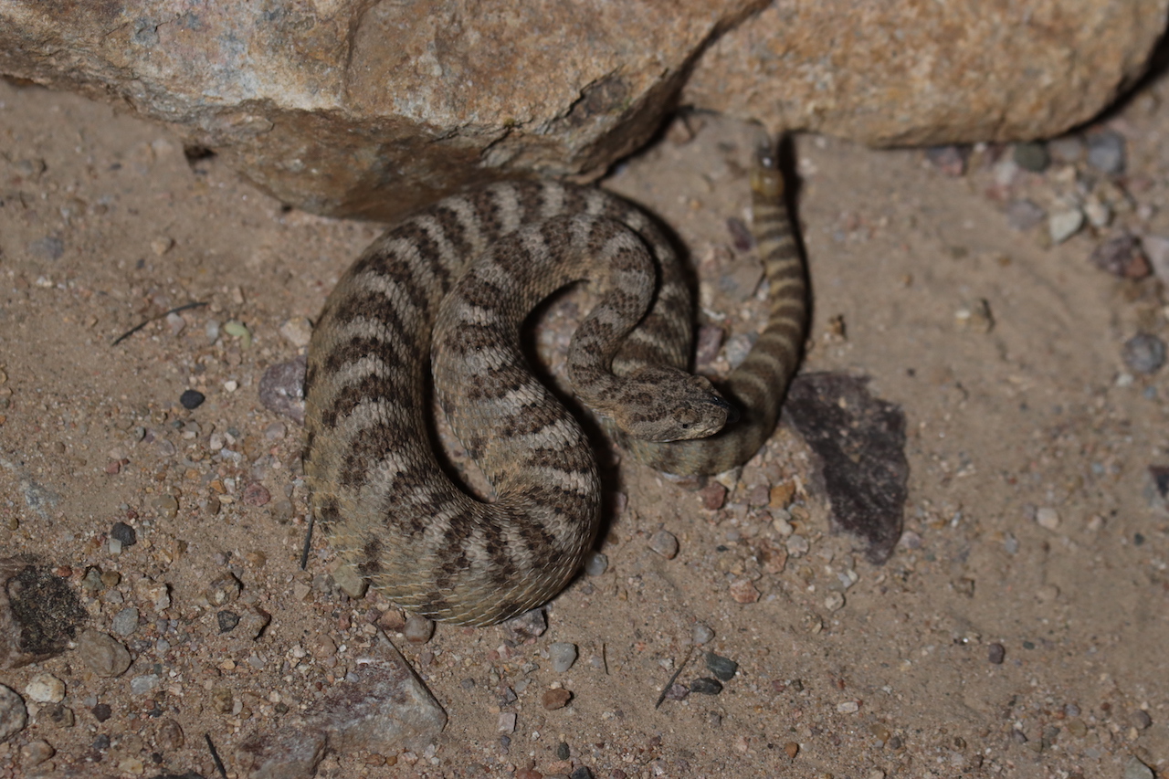 Tiger Rattlesnake