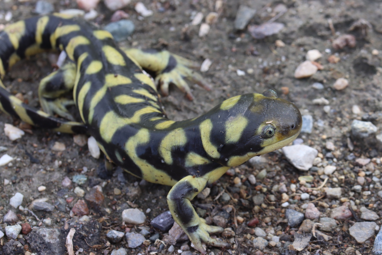 Tiger Salamander