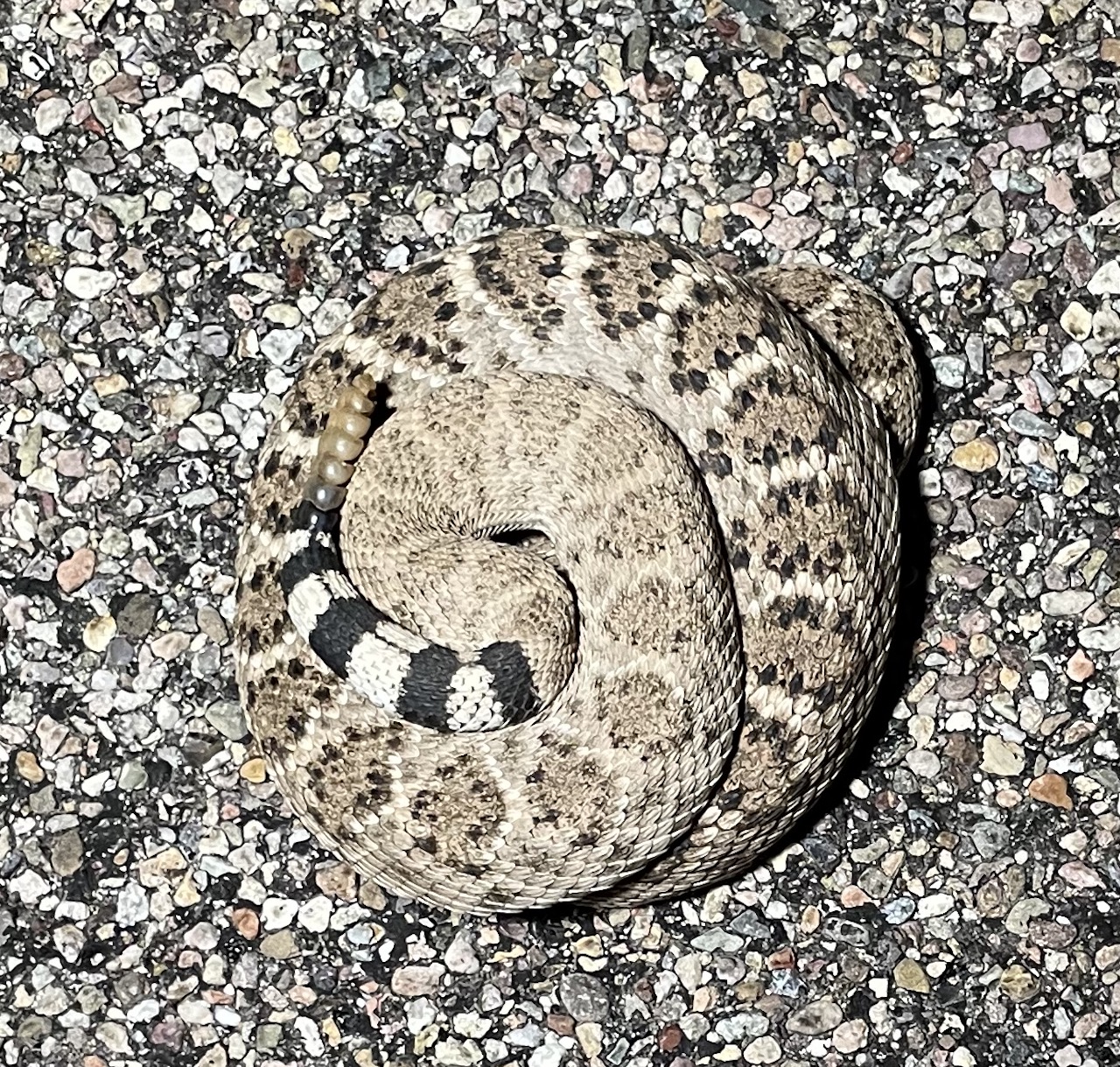 Western Diamondback Rattlesnake