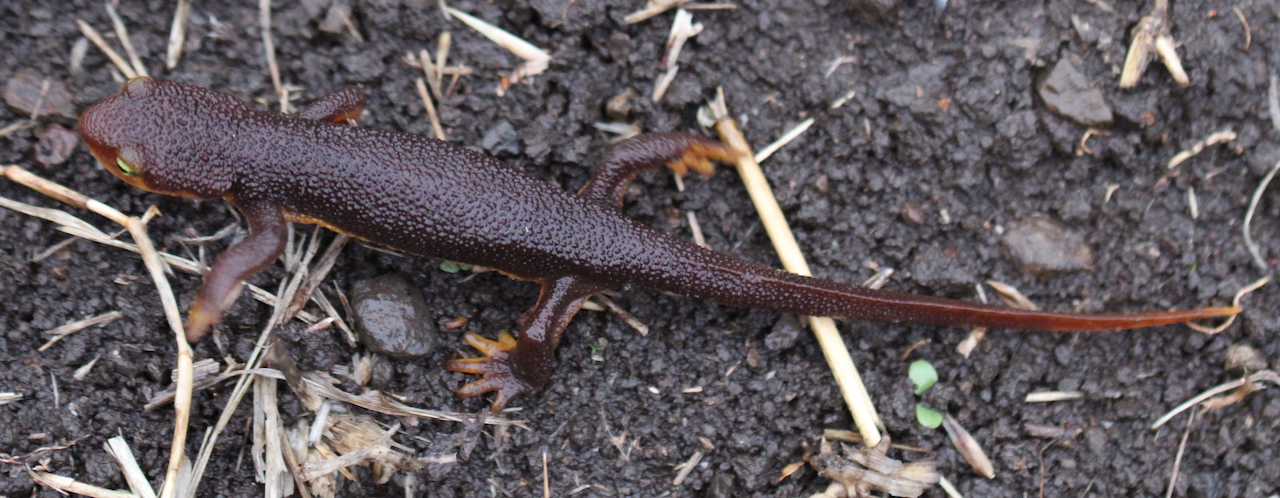 California Newt